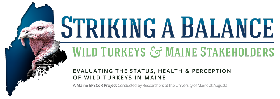 Striking a Balance: Wild Turkeys & Maine Stakeholders
